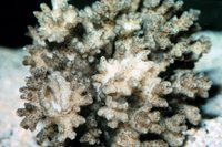 Pocillopora damicornis - Bird's Nest Coral