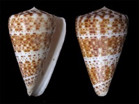 Conus pulcher