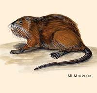 Image of: Myocastor coypus (coypu)