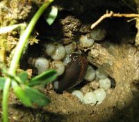 Arion lusitanicus - Iberian slug
