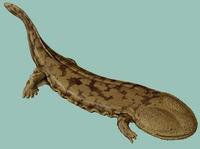 Image of: Andrias davidianus (Chinese giant salamander)