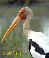 Mycteria leucocephala - Painted Stork