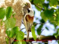 Remiz pendulinus - Penduline Tit