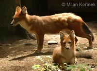 Cuon alpinus lepturus - Chinese Alpine Wolf