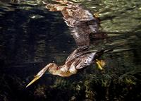 Image of: Anhinga anhinga (anhinga)