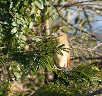 Image of: Centropus superciliosus (white-browed coucal)