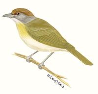 Image of: Cyclarhis gujanensis (rufous-browed peppershrike)