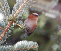 Image of: Leptopoecile elegans (crested tit-warbler)