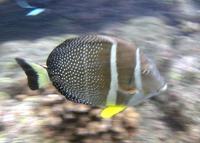 Image of: Acanthurus guttatus