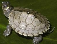 Image of: Graptemys pseudogeographica (false map turtle)