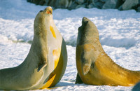 Photo: Seal Pups