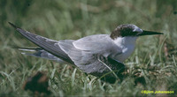 Saunders's Tern - Sterna saundersi