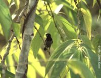 Black-faced Munia - Lonchura molucca