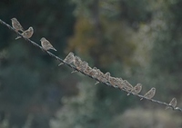 Altai Accentor - Prunella himalayana