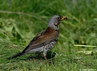 Fieldfare - Turdus pilaris