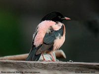 Rosy Starling - Sturnus roseus