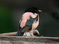 Rosy Starling - Sturnus roseus