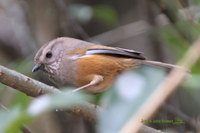Streak-throated Fulvetta - Alcippe manipurensis