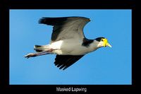 Masked Lapwing