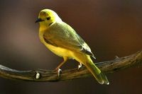 White plumed Honeyeater