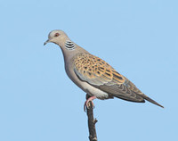 European Turtle-Dove (Streptopelia turtur) photo