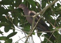 Ruddy Pigeon - Patagioenas subvinacea