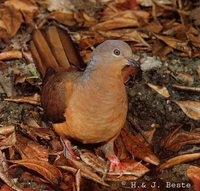 Brown Cuckoo-Dove - Macropygia phasianella