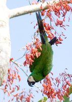 Chestnut-fronted Macaw - Ara severa