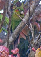 Sulphur-winged Parakeet - Pyrrhura hoffmanni