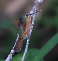 Brazilian Ruby - Clytolaema rubricauda