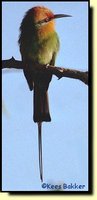 Boehm's Bee-eater - Merops boehmi