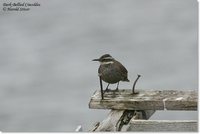 Dark-bellied Cinclodes - Cinclodes patagonicus