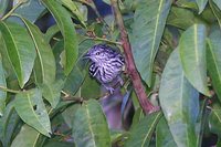 Amazonian Antwren - Myrmotherula multostriata