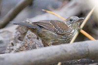 Silvered Antbird - Sclateria naevia