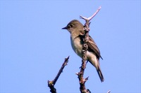 Alder Flycatcher - Empidonax alnorum