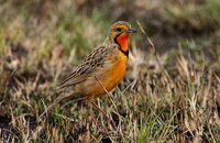 Orange-throated Longclaw - Macronyx capensis