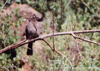 Cape Bulbul - Pycnonotus capensis