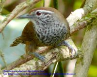 Spot-breasted Wren - Thryothorus maculipectus