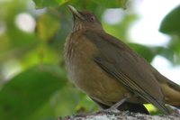 Clay-colored Robin - Turdus grayi