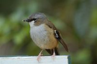 Gray-headed Robin - Heteromyias albispecularis