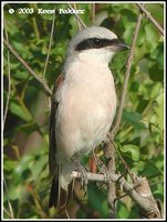 Red-backed Shrike - Lanius collurio