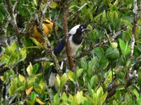 Cayenne Jay - Cyanocorax cayanus