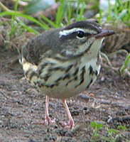 Louisiana Waterthrush - Seiurus motacilla