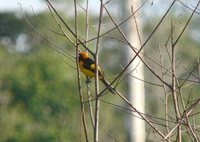 Orange-crowned Oriole - Icterus auricapillus