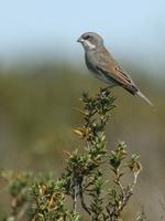 Common Diuca-finch