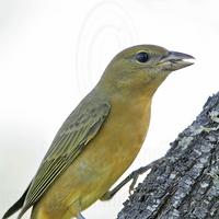  MG 8204 Summer Tanager.jpg