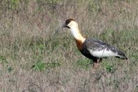 Buff-necked  ibis   -   Theristicus  caudatus   -   Ibis  collocamoscio