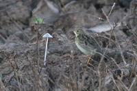 Yellowish  pipit