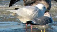 Albinistic Glaucous-winged Gull. Photo by Greg Gillson