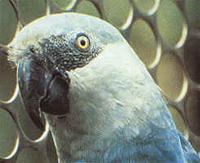 Spix's Macaw (Cyanopsitta spixxi),  the female that was reintroduced to the wild.